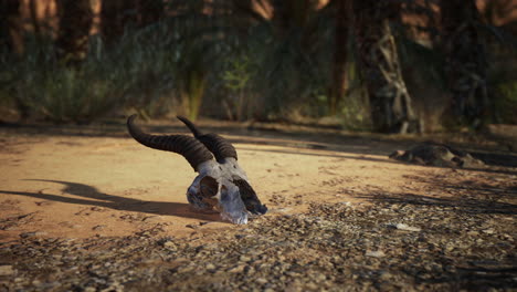 cráneo de animal en el desierto