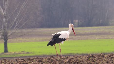 white stork walk on cultivated countryside agricultural land and search food