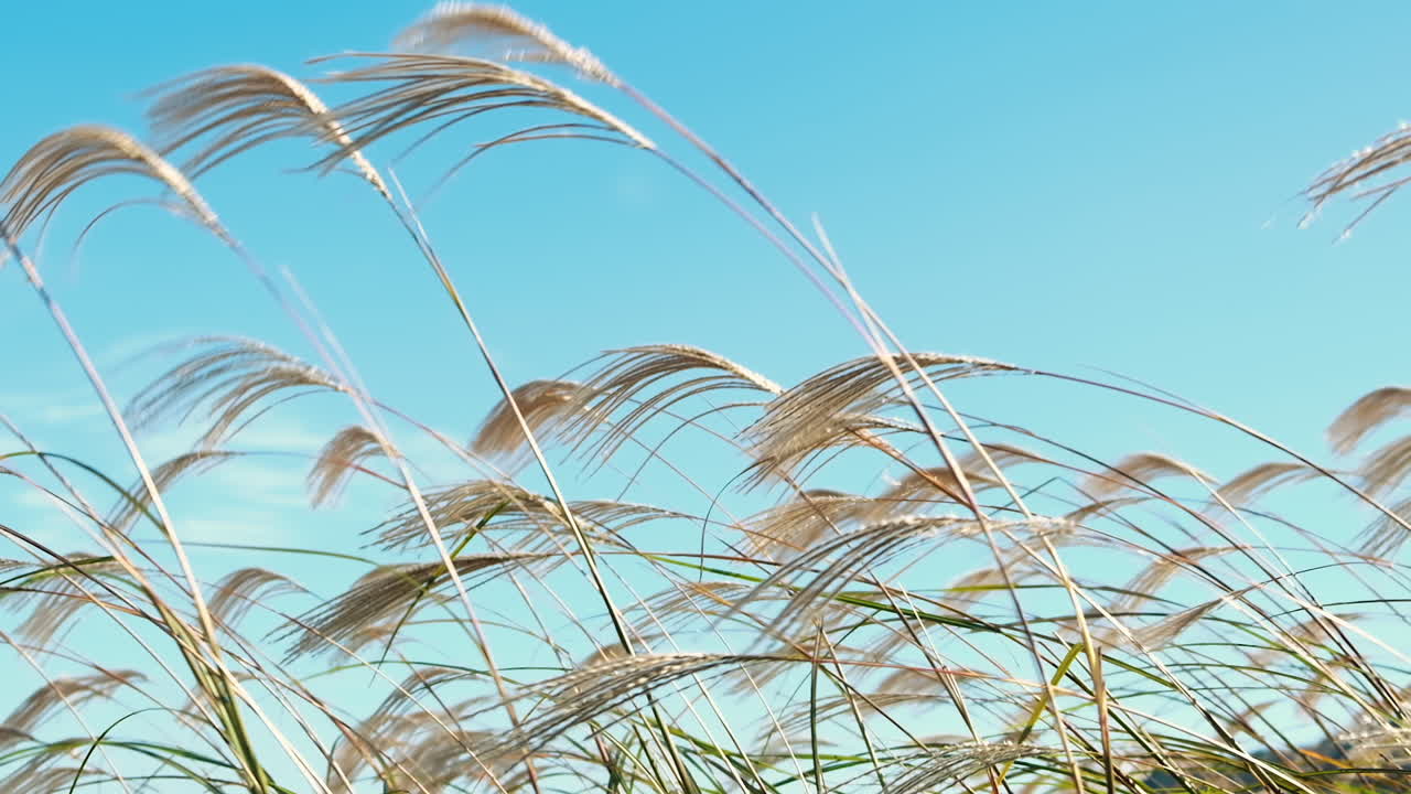 Slow motion of silvergrass against blue sky