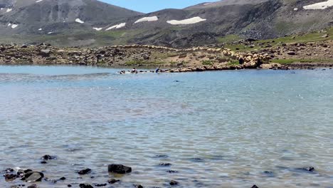 Flock-of-Sheep-Enter-the-Lake-Cross-the-River-Swim-in-the-Water-Wash-their-Wet-Fur-Wool-by-Nomad-People-in-Iran-Ardabil-Sabalan-Snow-Mountain-Nature-Highland-Landscape