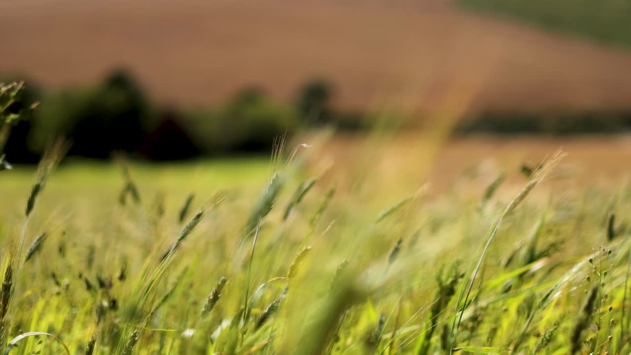 el trigo se balancea en el viento, el paisaje de west sussex