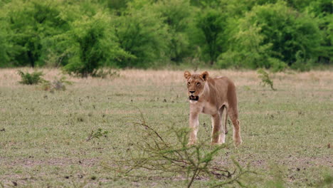 Eine-Löwin,-Die-Auf-Dem-Grasfeld-In-Der-Nxai-Pfanne-In-Botswana-Umherstreift,-Mit-üppigen-Büschen-Im-Hintergrund-–-Mittlere-Aufnahme