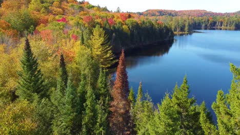 Antena-De-Otoño-Flotando-Justo-Encima-De-Los-árboles-Para-Revelar-Un-Lago-A-Principios-De-Otoño