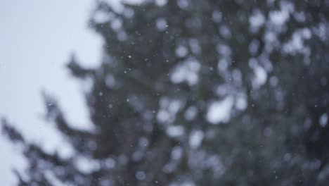 Slow-motion-of-white-snow-falling-down-peacefully-and-moving-in-the-soft-wind,-next-to-forest-trees