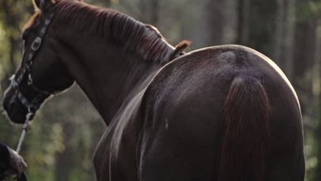 horse from the back, man holding reins in a forest