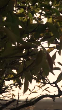 sunlit branches and leaves