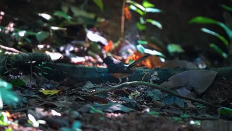 the white-rumped shama (copsychus malabaricus) bird in densely vegetated habitats. selective focus shot