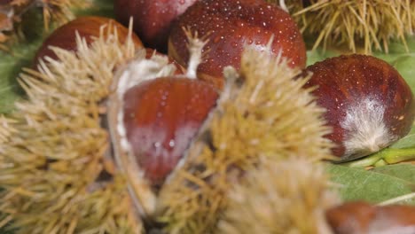 Makroaufnahme,-Kastanienfrucht-Mit-Wassertropfen-Nach-Oben-Kippen---Frische-Zutat