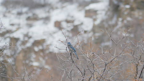 california scrub-jay perched on a branch eating a peanut - static