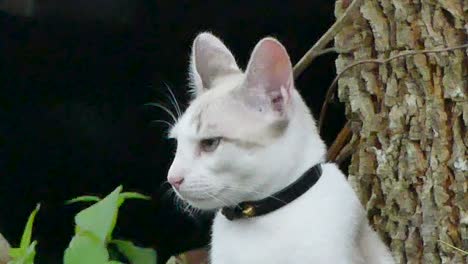 thai cat