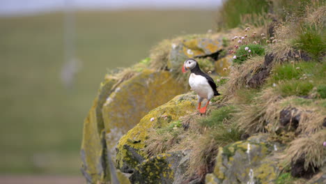 Puffin-walking-and-looking-around-on-cliff,-Iceland