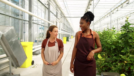 multiethnic female workers walking and speaking in flower greenhouse
