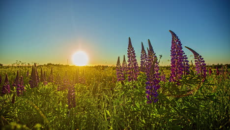 Großblättrige-Lupine-Blüht-Bei-Sonnenuntergang-Auf-Grünen-Feldern