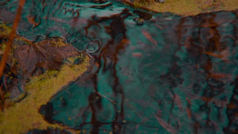 lapso de tiempo de agua coloreada, envenenada y contaminada que fluye a través de un arroyo en un bosque oscuro