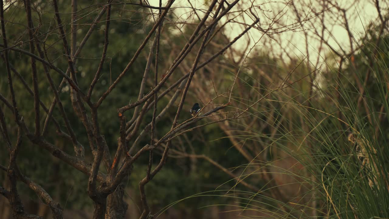 Small Black and White Bird Perched on Bare Tree Branch