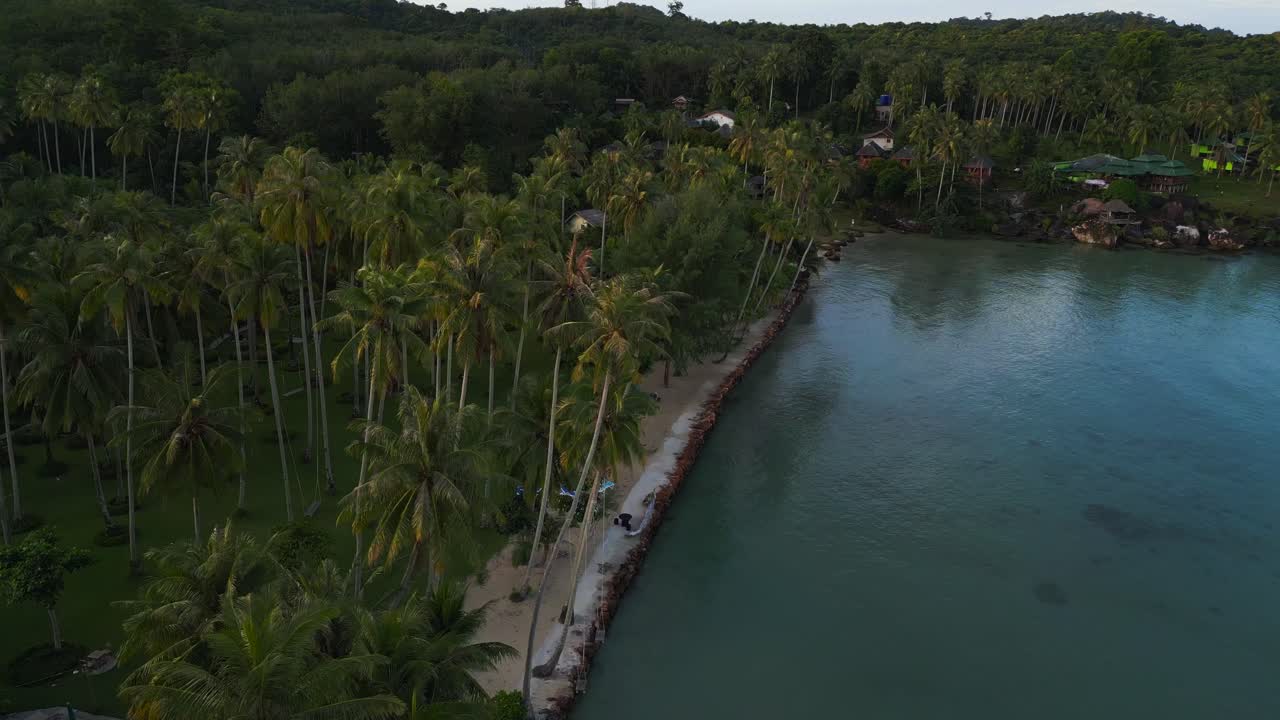 denso bosque de palmeras en la mañana en la playa