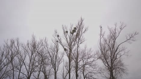 Trees-suffocated-by-the-mistletoe-parasite