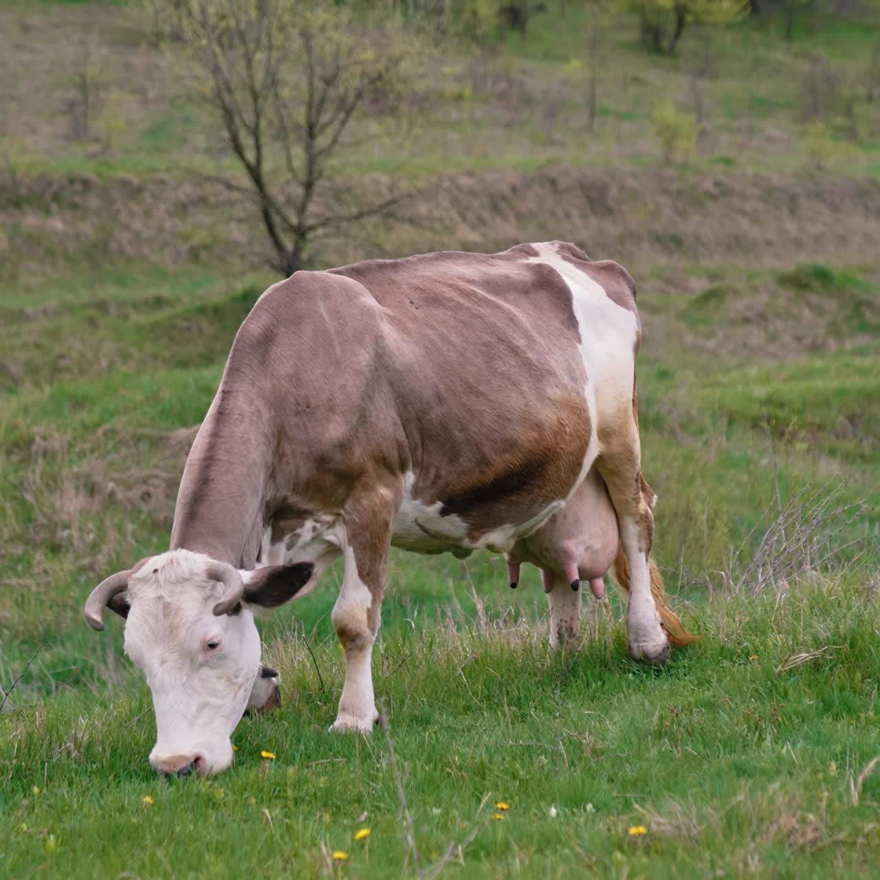 Cow walking down on countryside. Agricultural farming cow at the field