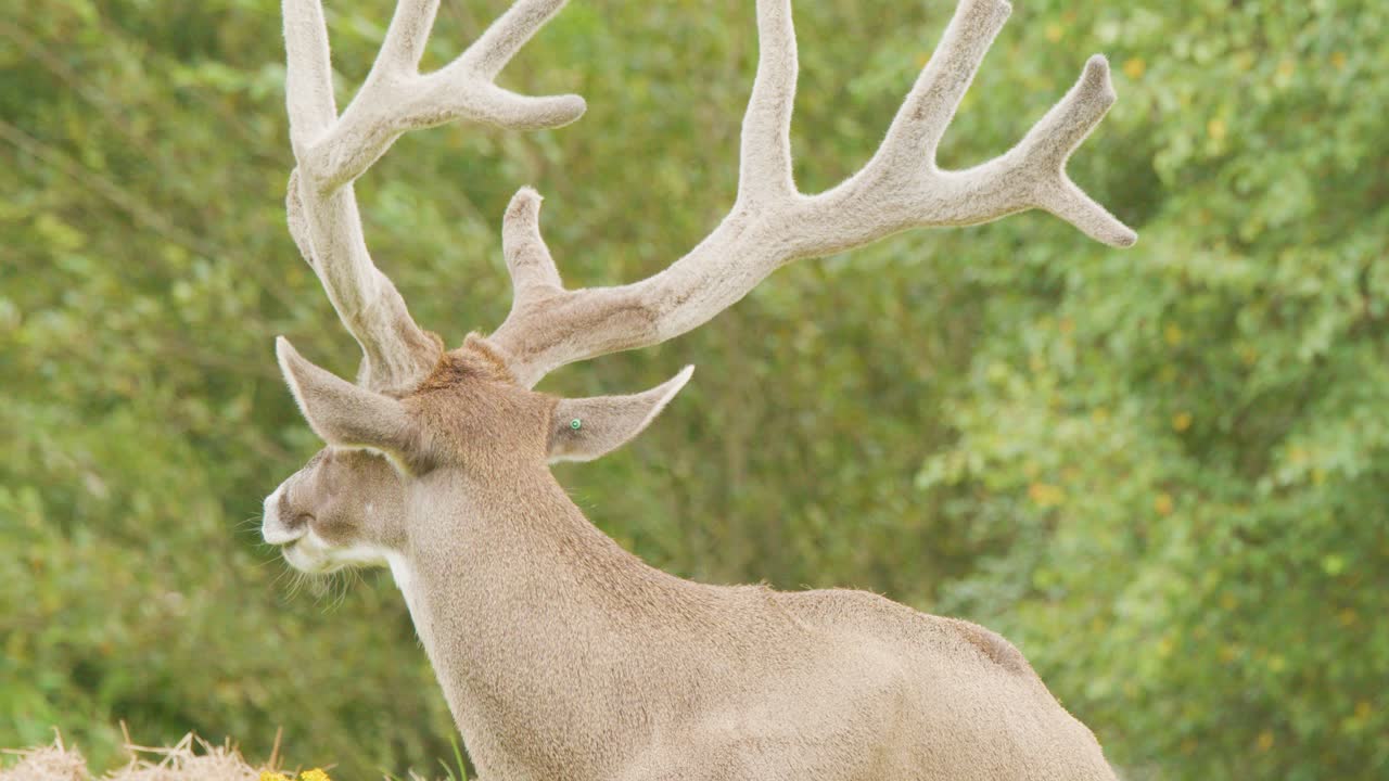 A mature deer with impressive velvet antlers slowly turns its head in a lush, green meadow under soft natural daylight, captured in a steady medium shot