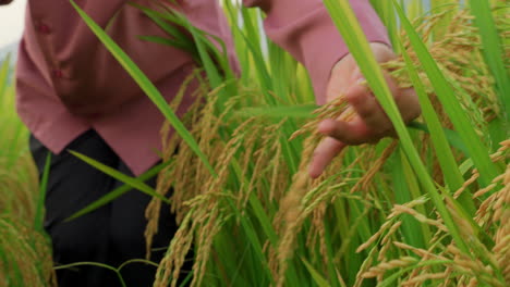 Primer-Plano-De-Las-Manos-De-Una-Agricultora-Comprobando-La-Calidad-Del-Cultivo-De-Las-Plantaciones-De-Arroz-Antes-De-La-Cosecha