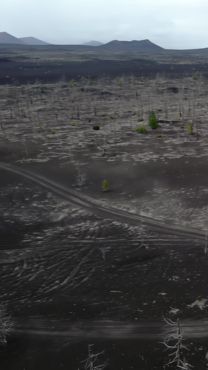 Paesaggio vulcanico desolato con alberi morti e nuova vegetazione