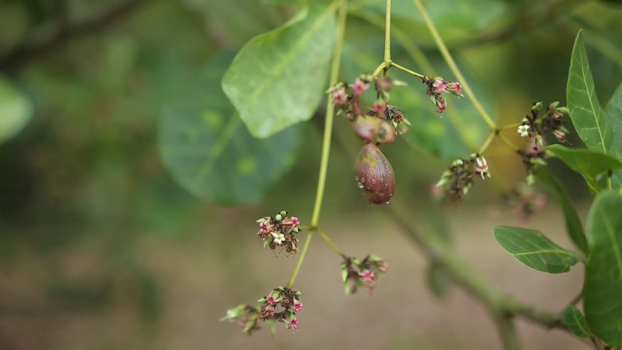 Foglie, fiori e nuovi frutti di albero di anacardio che ondeggiano in una leggera brezza.