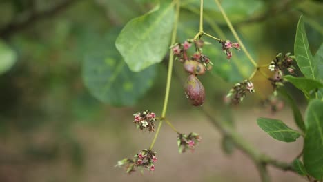 Leaves, blossoms and new fruit of cashew tree blowing in gentle breeze