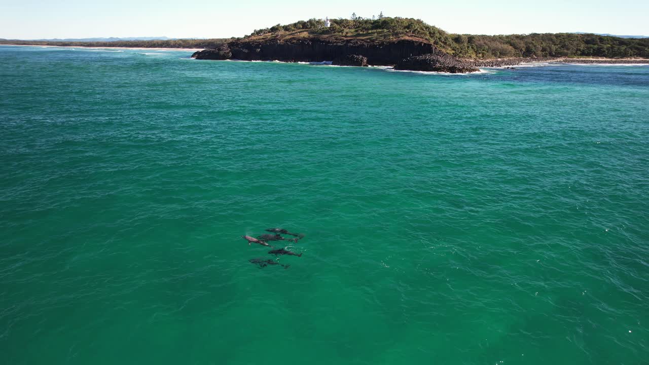 Delfini tursiopi che nuotano nell'oceano, NSW, Australia - Ripresa con drone