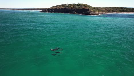 bottlenose dolphins swimming in the ocean, nsw, australia - drone shot