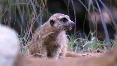 Una-Suricata-Solitaria-Baja-En-El-Suelo-Mirando-Directamente-A-La-Cámara-Junto-A-La-Hierba-Verde---Cerrar