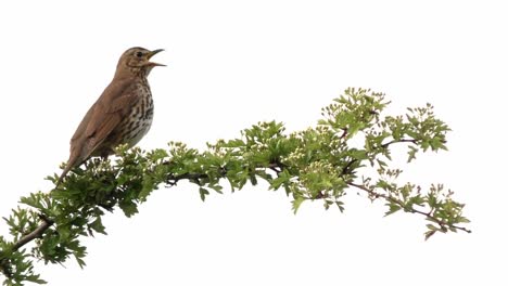 song thrush perched on flowering hawthorn branch against white background