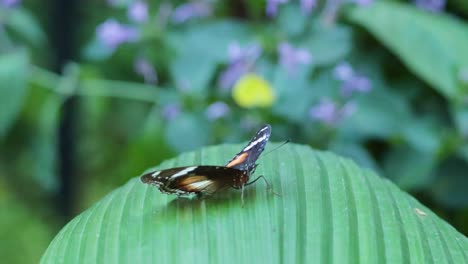 butterfly resting on a leaf, melbourne zoo