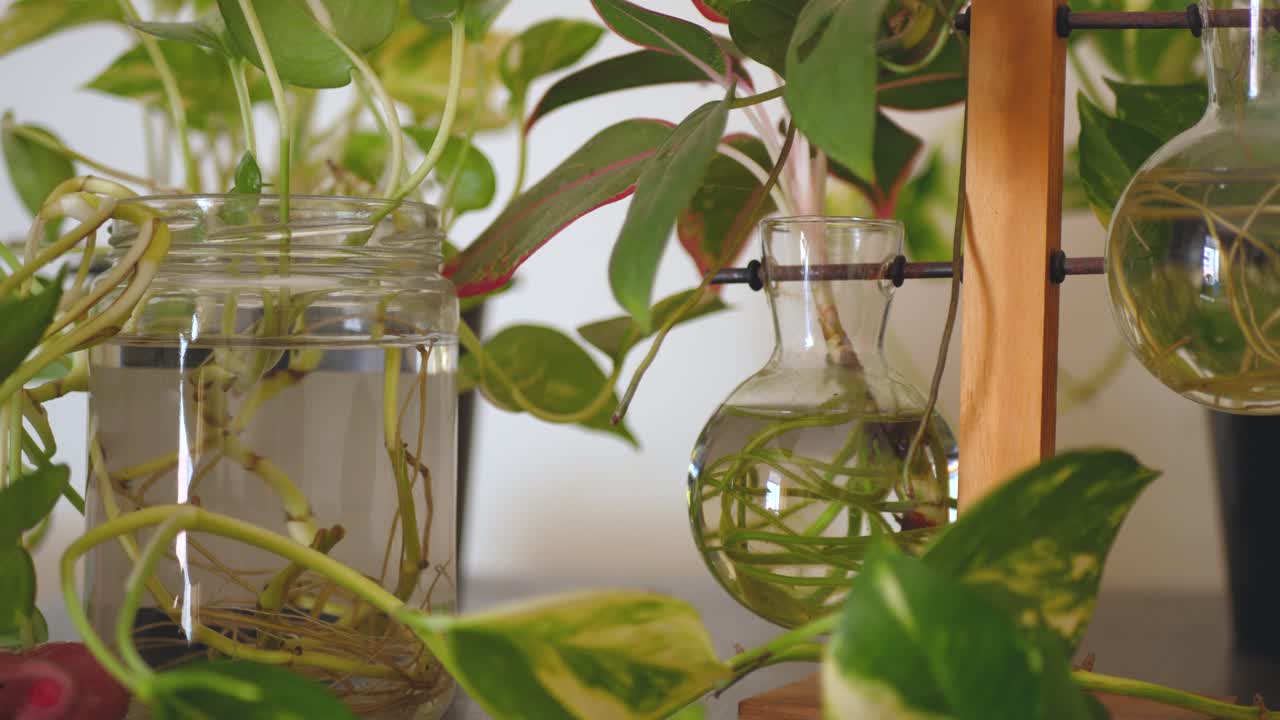 In water clear, the roots extend, new life begins, the stems ascend