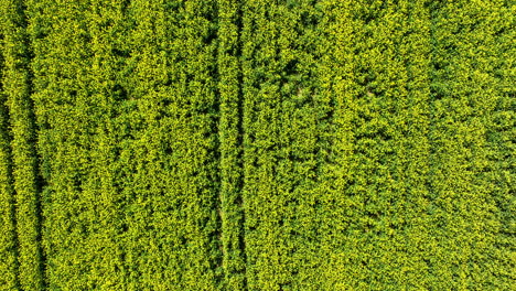 vista del paisaje de un campo en transición de flores amarillas en flor a cultivos verdes