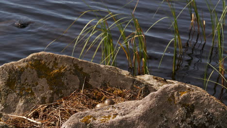 Mew-common-gull-sitting-on-it's-nest-then-taking-off-revealing-eggs-footage