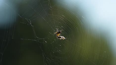 Ein-Raubtier-Und-Das-Opfer-–-Eine-Spinne-Wickelte-Eine-Im-Netz-Gefangene-Fliege-In-Einen-Seidenkokon