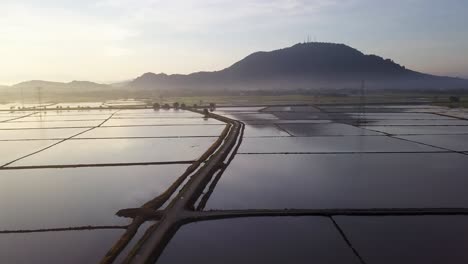 aerial fly over the flood paddy field