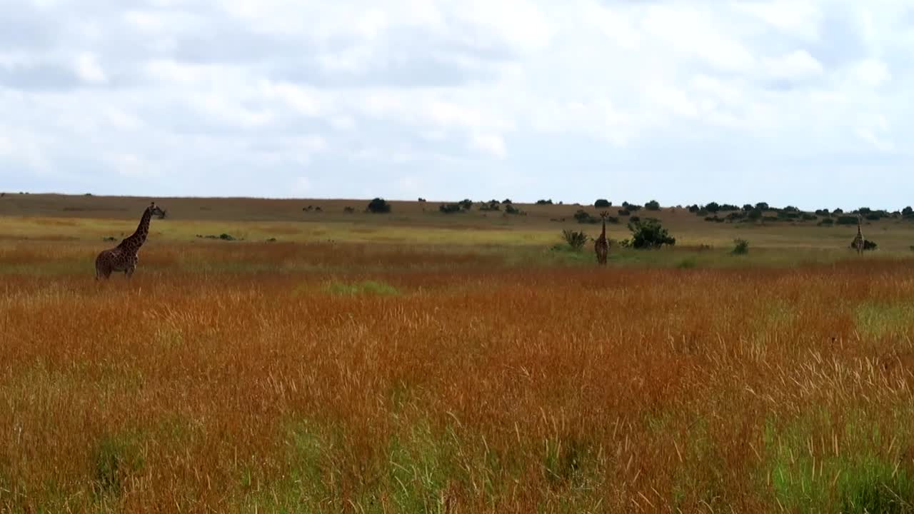 Tower of giraffes standing in distance among dry grasslands savanna