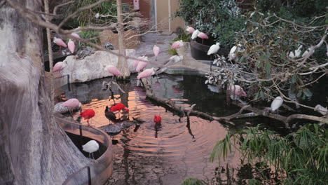 cucharaditas rosadas y garzas rojas en el estanque