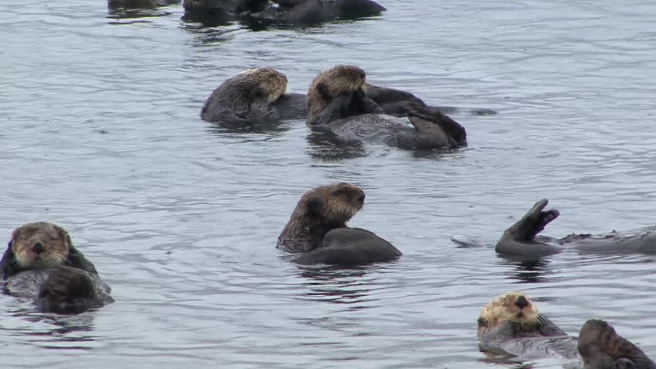lindas nutrias marinas aseándose y flotando en las aguas poco profundas del océano en un día lluvioso, sitka, alaska