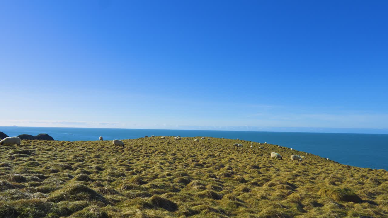Wide Landscape of Sheep Grazing on Fields Next to Ocean with Clear Blue Sky. British Farming Footage with Animals in Natural Environment 4K.