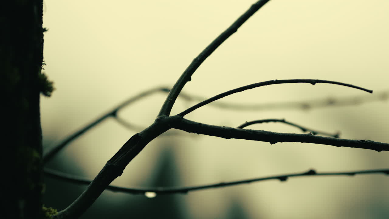 Bare Branches with Buds and Raindrops
