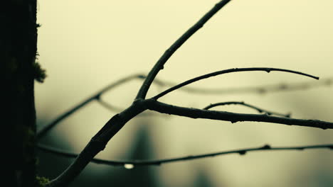 bare branches with buds and raindrops