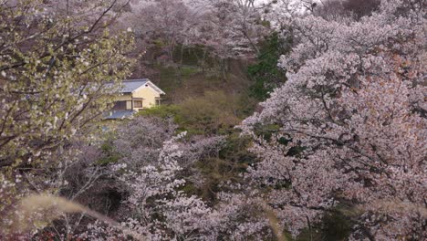 Casa-De-Montaña-En-Nara-Japón,-Primavera-Sakura-Que-Cubre-El-Paisaje