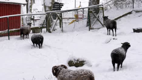 farmland scene, sheep herding on the snow-covered farm, winter season, sweden