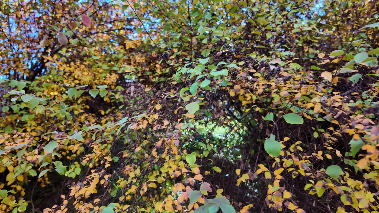 Lush autumn bush with green and yellow leaves