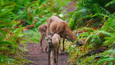 mother deer and her fawns wander along a beautiful forest path