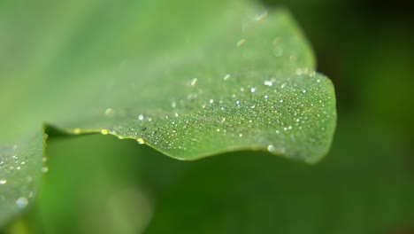 Im-Winter-Fallen-Tautropfen-Auf-Die-Blätter-Der-Bäume