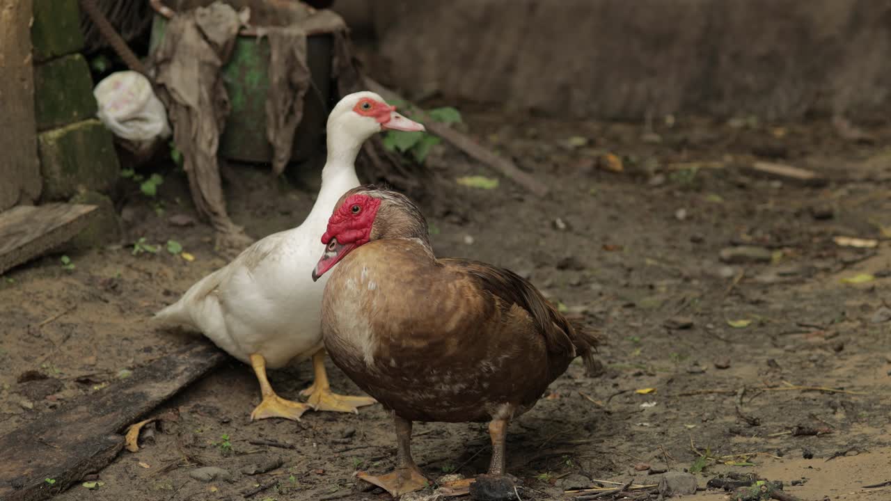 el pato doméstico y el gallo caminan por el suelo. fondo de la vieja granja. búsqueda de alimento