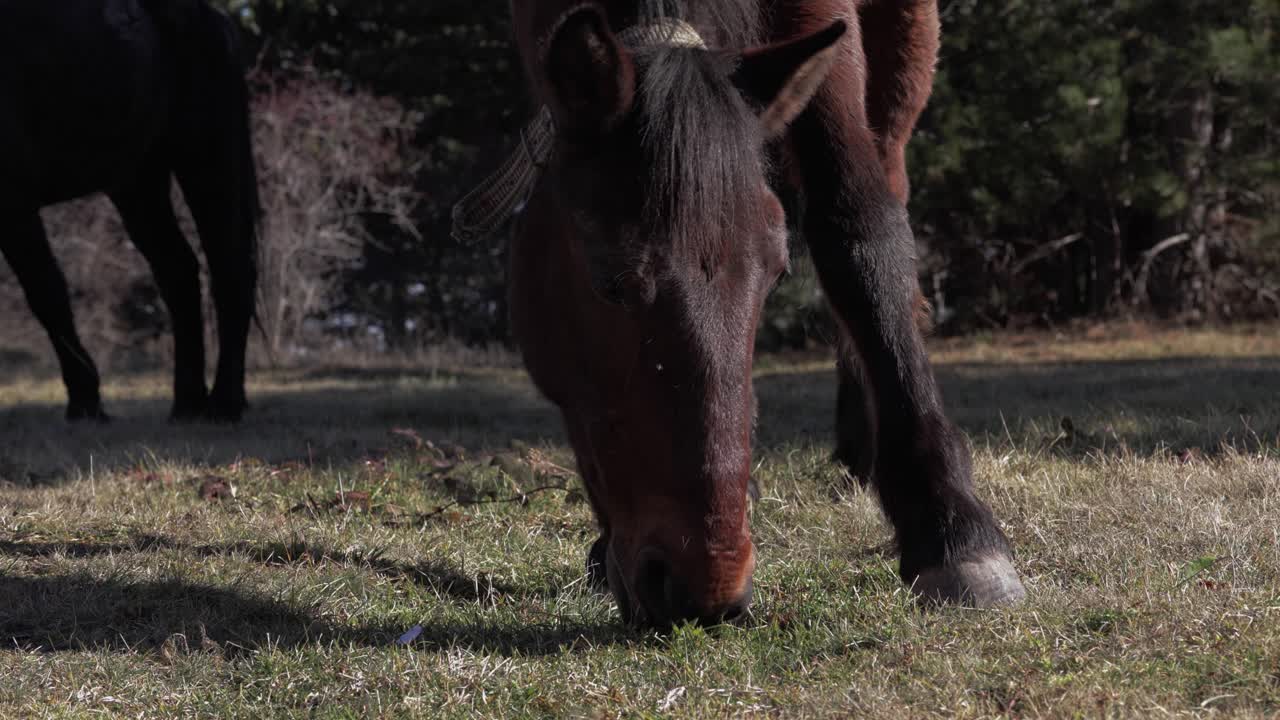 primer plano de un caballo comiendo hierba en un campo en el campo